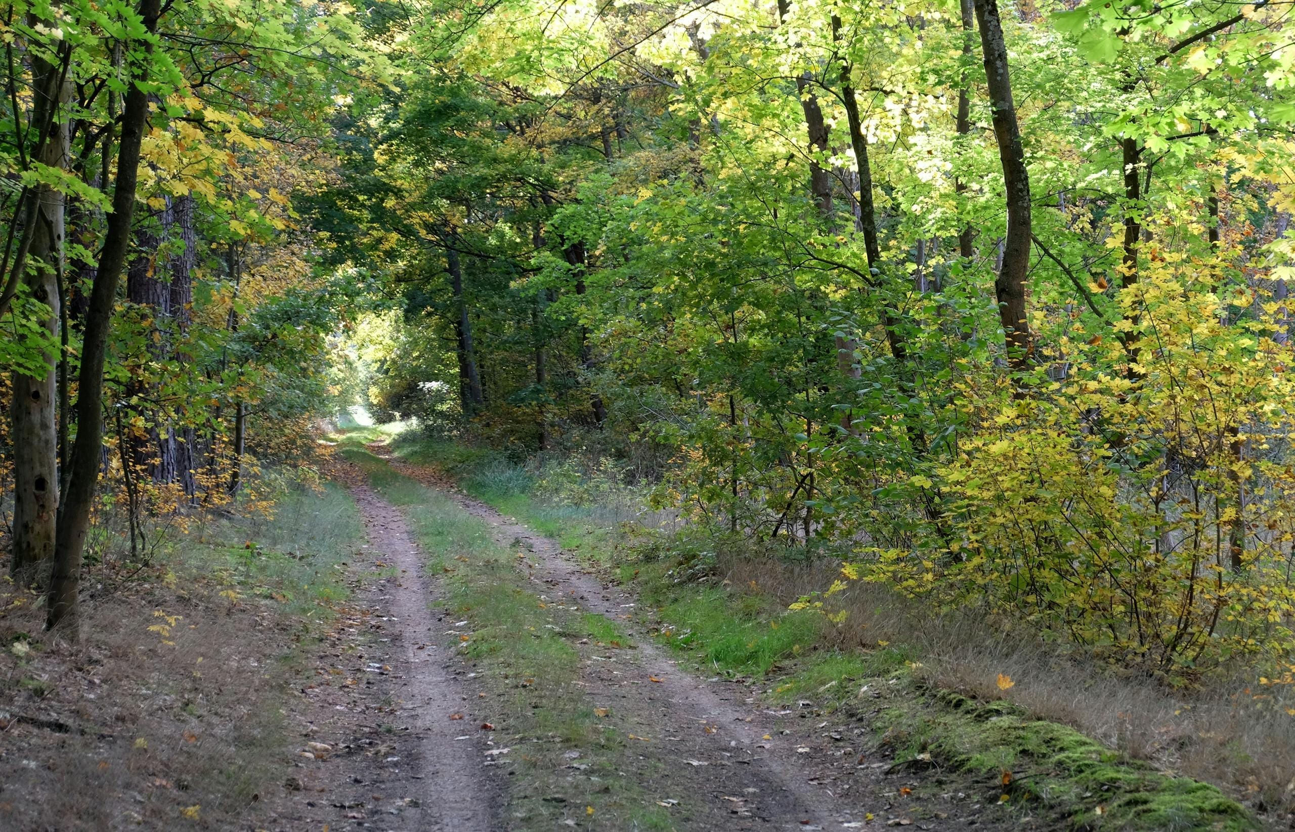 A peaceful dirt path winds through a lush, colorful forest during autumn.